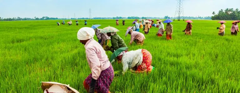 Agriculture Bsc (Hons)
